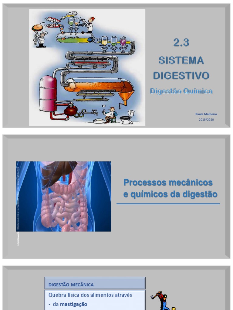 Processos de Digestão Química e Mecânica | PDF | Digestão | Enzima