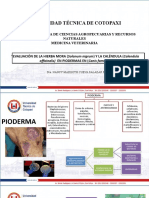 Evaluación de la Hierba Mora y Caléndula en Pioderma Canino