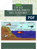 Ciclo Biogeoquímico Del Fosforo