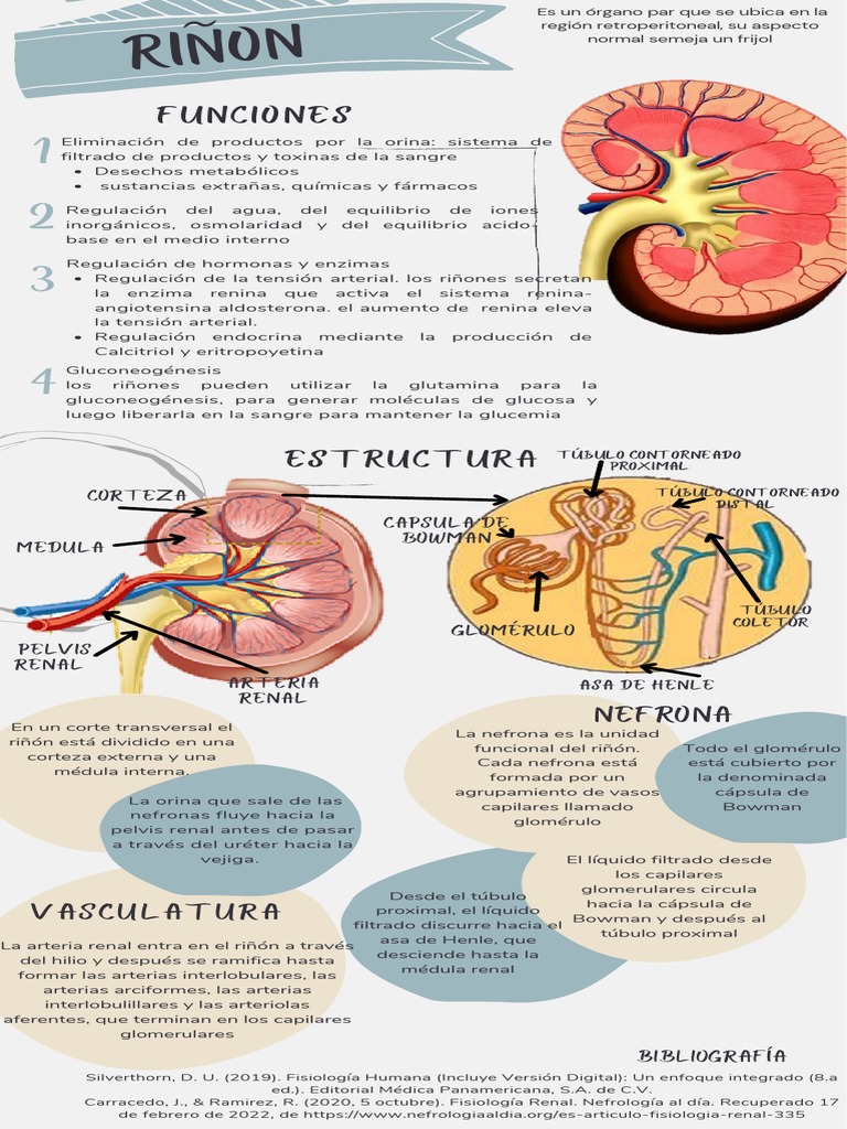 Anatomía y funciones del riñón | PDF | Riñón | Anatomia animal