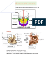 Huesos de La Cara