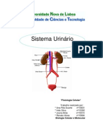 Sistema Urinário