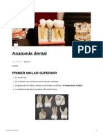 Anatomia_dental