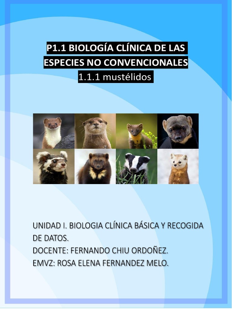 Mustelidos | PDF | Diente