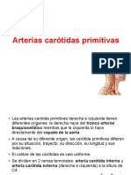 Arterias Carótidas Primitivas