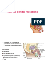 Resumen Aparato Genital Masculino