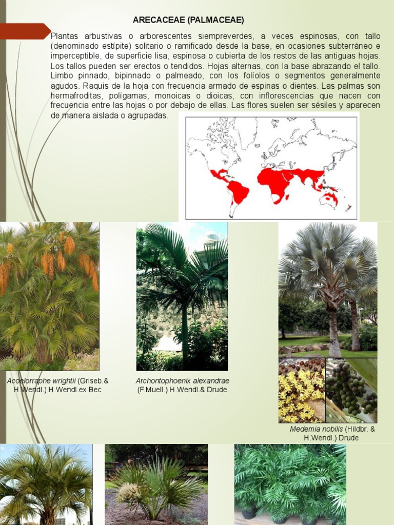 Clase Liliopsida | PDF | Arecaceae | Plantas