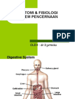 Anatomi Pencernaan