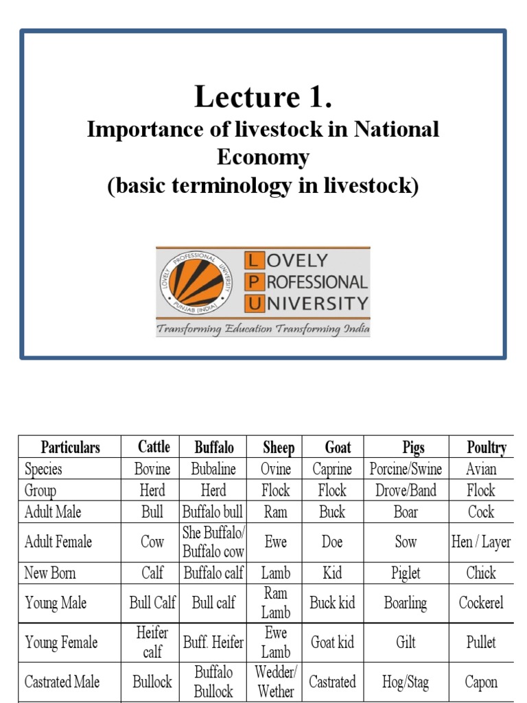 Role of Livestock in India's Economy | PDF | Cattle | Calf