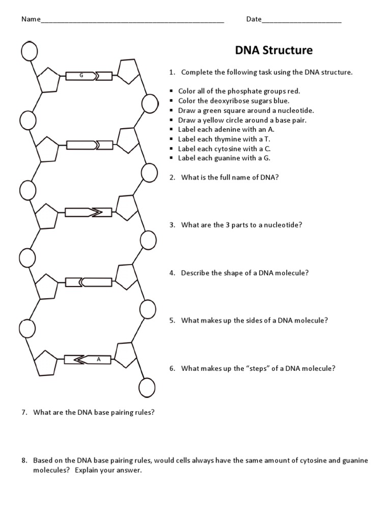 Lesson 1 - 1A - Practice1 - Key | PDF | Dna | Base Pair