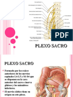 Fdocumentos - Tips - Plexo Sacro 558c21db07fb4