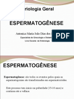 Espermatogênese 3