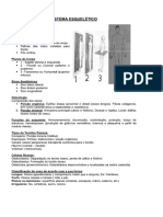 Sistema Esqueletico (