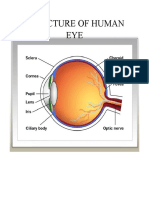 Structure of Human Eye