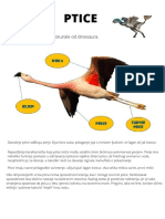 Ptice Su Tijekom Jure Evoluirale Od Dinosaura.