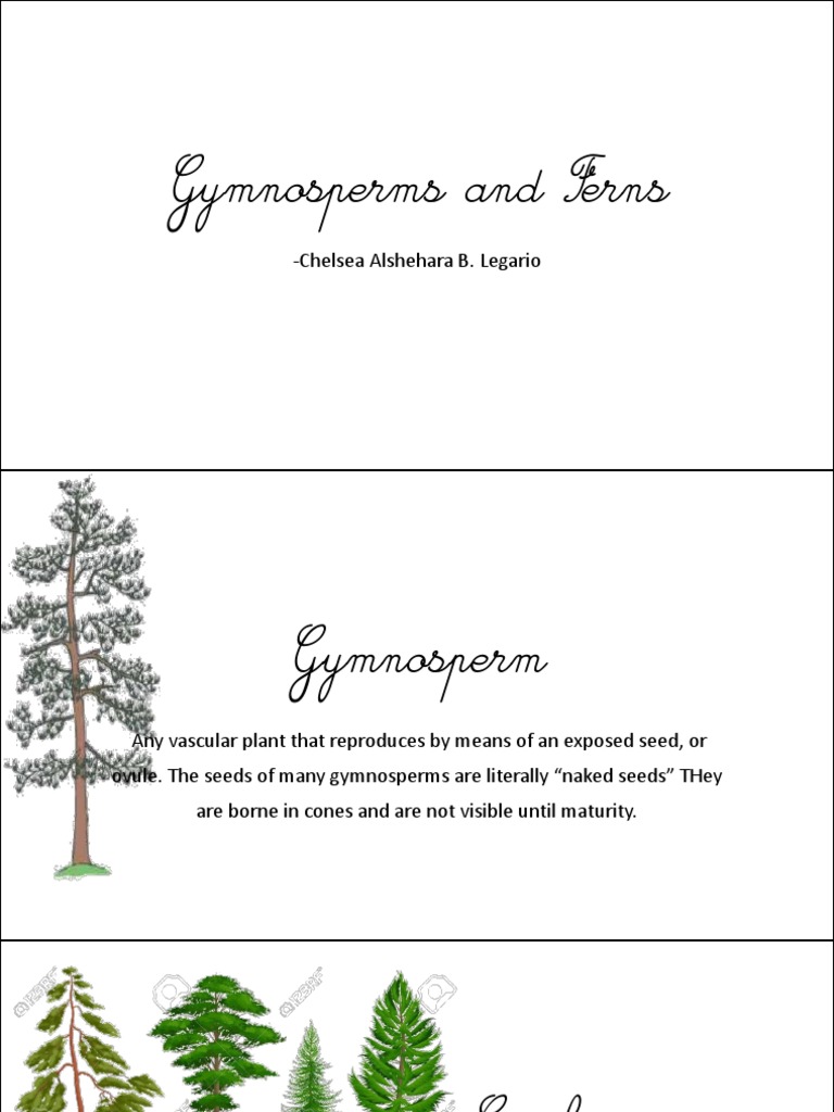 Gymnosperm and Frens BIO PDF Trees Fern