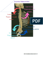 Aula Prática Coluna Vertebral