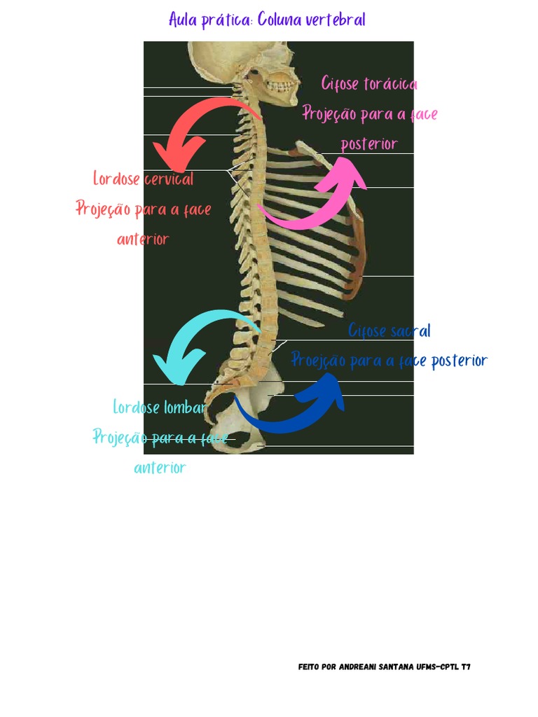 Anatomia e características da coluna vertebral | PDF | Coluna vertebral ...