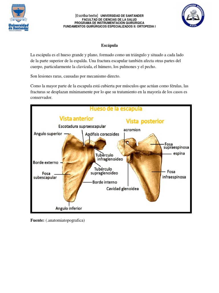 Osteosintesis en Escapula | PDF | Hombro | Sistema musculoesquelético