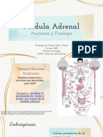 Medula Adrenal
