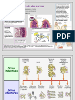 Info Mucosas