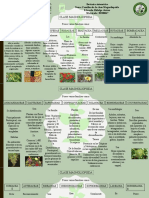 Clase Magnoliopsida