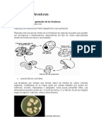 Practica 6 Fisiología de Levaduras