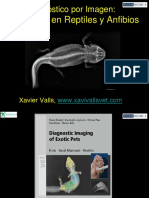 RADIOGRAFÍA de Reptiles Saurios, Serpientes y Anfibios