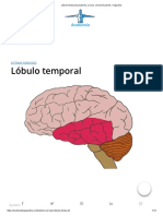 Lóbulo Temporal (Anatomia, Surcos, Circunvoluciones, Irrigación)