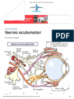 Nervio Oculomotor - Origen, Función, Músculo Que Inerva