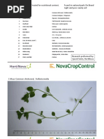 Seventeen Different Weed Tested For Nutritional Content. Found in National Park: de Brand Light and Poor Sandy Soil