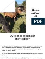 Qué Es Calificar Un Animal