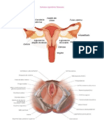 Sistema reprodutor feminino descrito