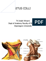 Situs Colli: Tri Indah Winarni Dept of Anatomy Faculty of Medicine Diponegoro University