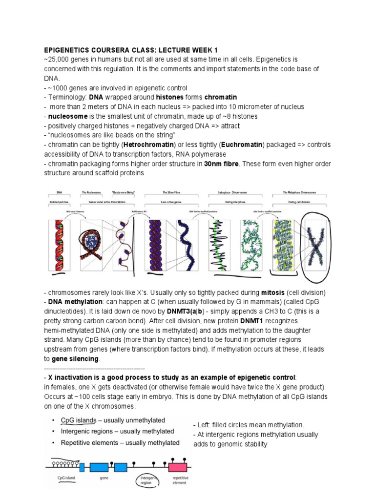 Understanding Epigenetics: Key Concepts | PDF | Epigenetics | Dna ...