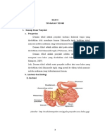 Laporan Pendahuluan Typoid-40980931