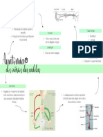 Anatomia Dos Ovarios Das Cadelas