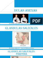 Clase 31 - Glandulas Anexas