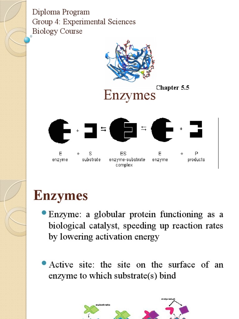 Understanding Enzymes and Their Functions | PDF | Enzyme | Active Site
