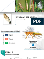 Anatomi Serangga