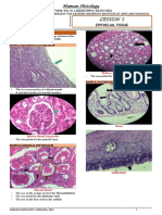 LESSON 1- EPITHELIUM-LAB