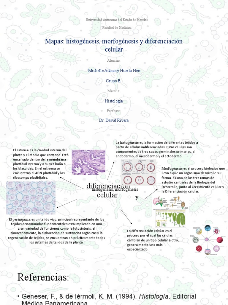 Histogénesis y Morfogénesis Celular | PDF | Biología Celular ...