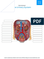 the urinary system (unlabeled)