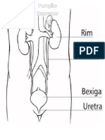 Função Excretora Colorir