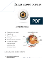Anatomia Del Globo Ocular