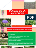 Plagas principales de la alcachofa