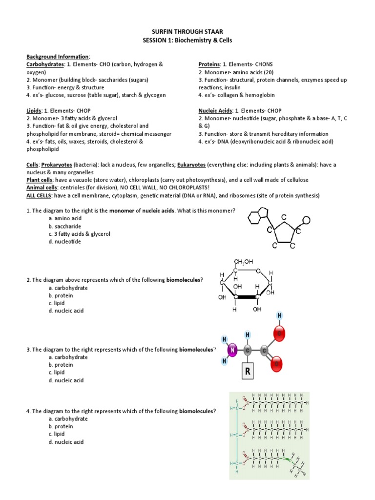 Surfin Through Staar SESSION 1 Biochemistry & Cells PDF