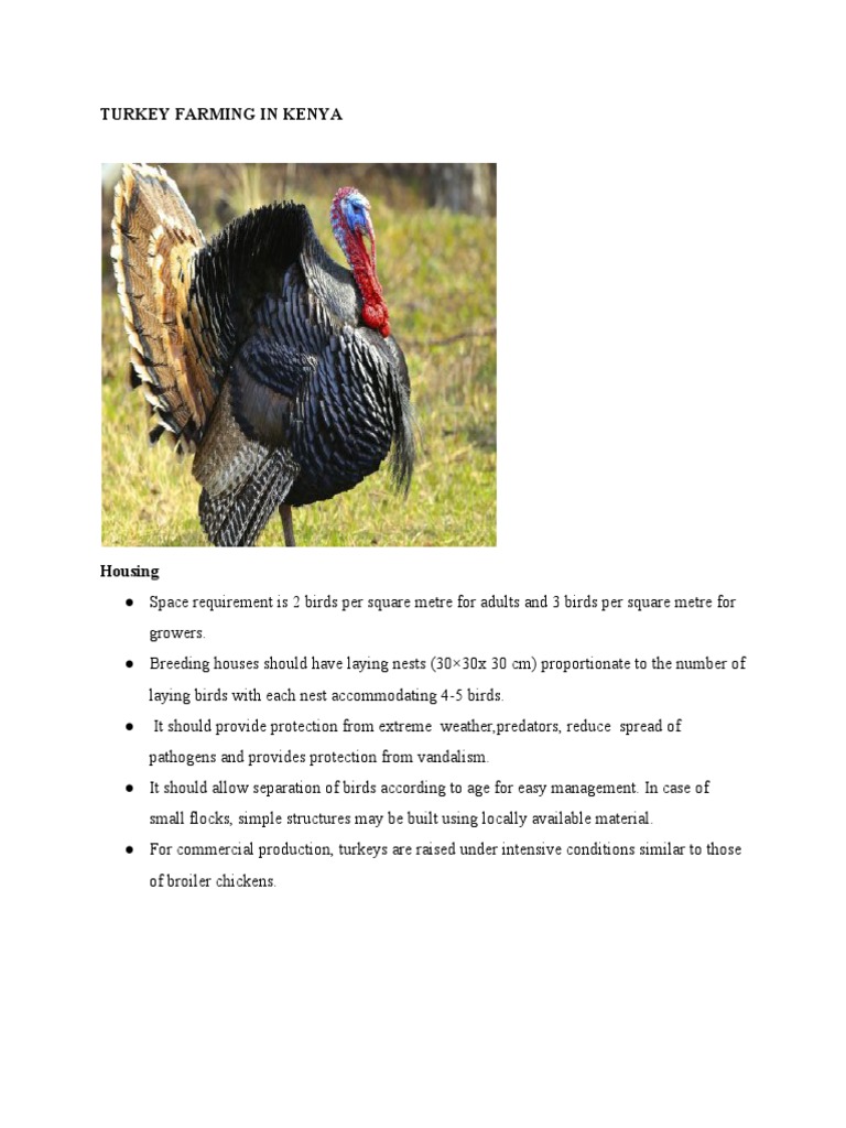 Turkey Farming in Kenya Zas PDF Vaccines Medical Specialties
