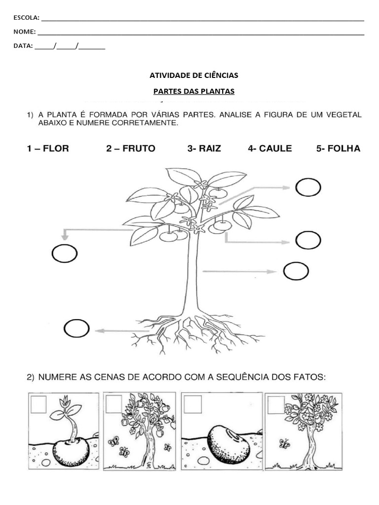 Atividade 2 Ano Partes Da Planta | PDF