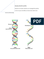 Compare The Structure and Function of The DNA and RNA